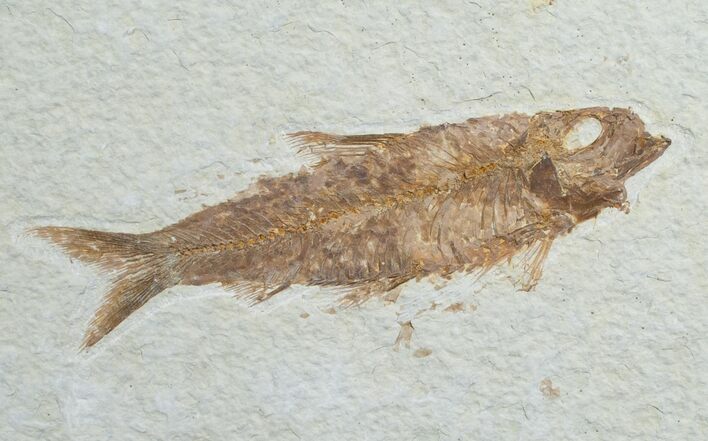 Knightia Fish Fossil - Wyoming #6582